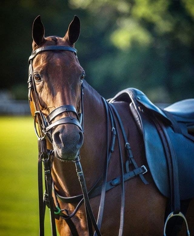 Young Stallions — leather crafted for horse and rider